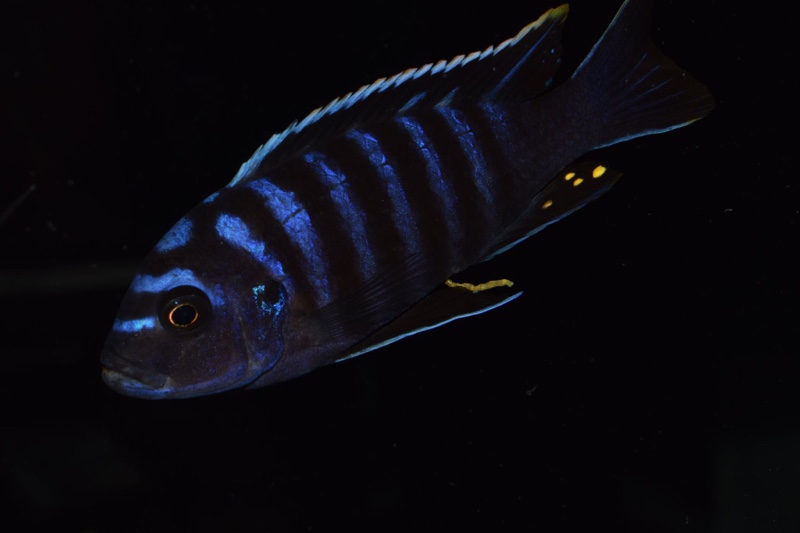 Cynotilapia zebroides 'Narungu'